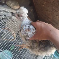 مرغ