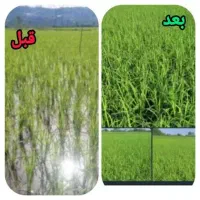 با کود هیومیک اسید ، تقویت ریشه ، افزایش برداشت