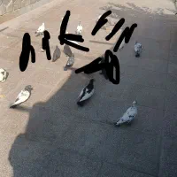 کبوتر مفت