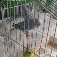 سه عدد مرغ عشق معاوضه هم دارم