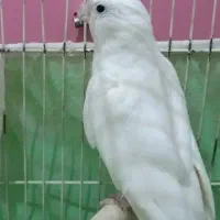 طوطی عروس آلبینو چشم شرابی رام سخنگو