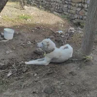 کوچوک