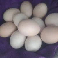 لاری جوجه