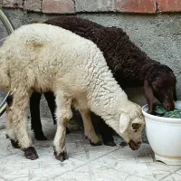 بره نر وماده علف خار