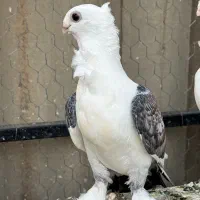 کفتر بلژیکی