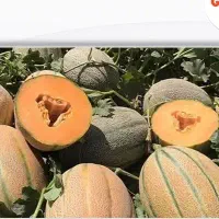 شرکت واردات و توزیع کشوری بذرهای گلخانه و فضای باز