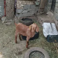 بزغاله ماده جوون یک ساله