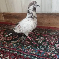 نر گرگی سرخ گرفتنی خیلی شلاقی ملاق میزد