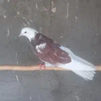 فروش تعدادی کبوتر