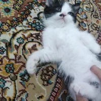 واگذاری بچه گربه