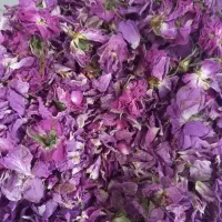 گل محمدی تازه