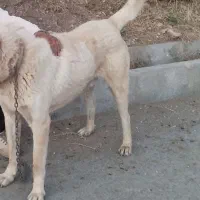 سگ پژدر