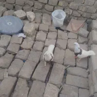 کفتر|پرنده|حمیدیا, |دیوار