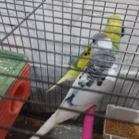 یک جفت مرغ عشق نروماده باقفس و وسایل