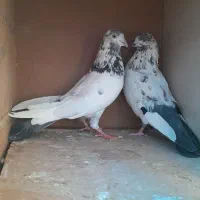 کفتر|پرنده|ملایر, |دیوار