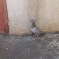 کبوتر