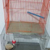 قفس|لوازم جانبی حیوانات|رشت, پاره بیجار|دیوار