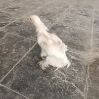 جوجه برهما اصل هرکدام 50تومن تخفیف داره