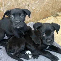 واگذاری سگ امریکن بولی xl