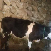 گوساله نر
