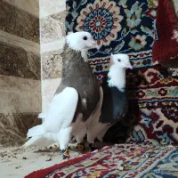طوقی|پرنده|برخوار, |دیوار