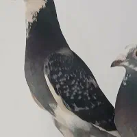 پلنگ مگس نر زات دار درجه یک
