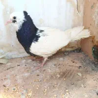 کبوتر  یزدی عالی
