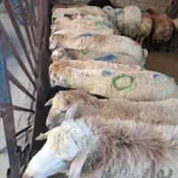 شیشک قربونی‌ نر گوسفند باقصابی