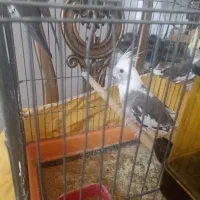 چهار عدد طوطی عروس هلندی