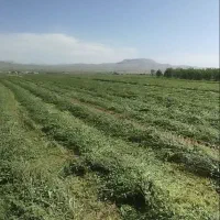 یونجه پربرگ رنجر آمریکایی بدون گیاه چین دوم
