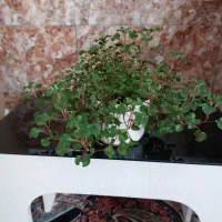 گل طبیعی