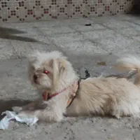 سگ شیتزوپشمالو(رفسنجان)