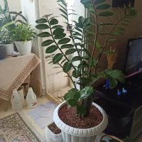 گیاه آپارتمانی