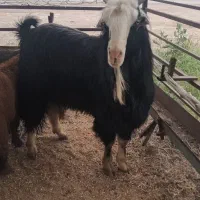 غلت