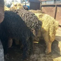 قصاب قصابی