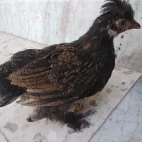 جوجه برهما اصل کاکلی