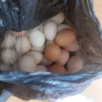 تخم مرغ محلی تازه