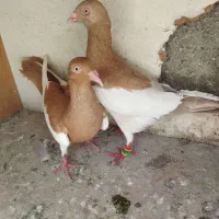 کفتر