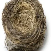 باسلام یک عدد قناری