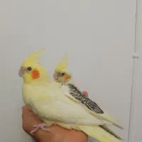 لوتینو ماده