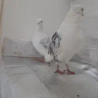 کبوتر|پرنده|کوهدشت, |دیوار