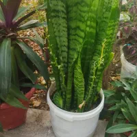 گل سانسوریا