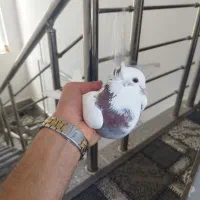 طوقی کلفه و قوردی