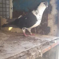 کفتر گوک
