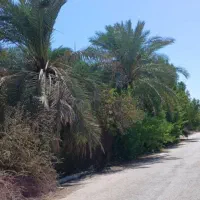 باغ-نخلستان-1700-متری-معاوضه-باماشین