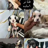 توله 60روزه پیت بول