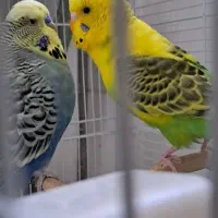 یک جفت مرغ عشق