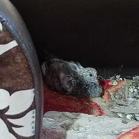 کبوتر