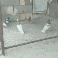 کفتر