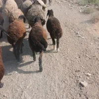 بره ماده چاق سرک دار